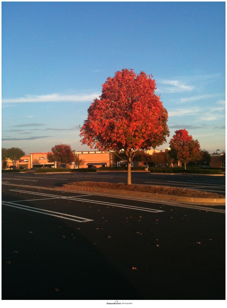 autumn tree