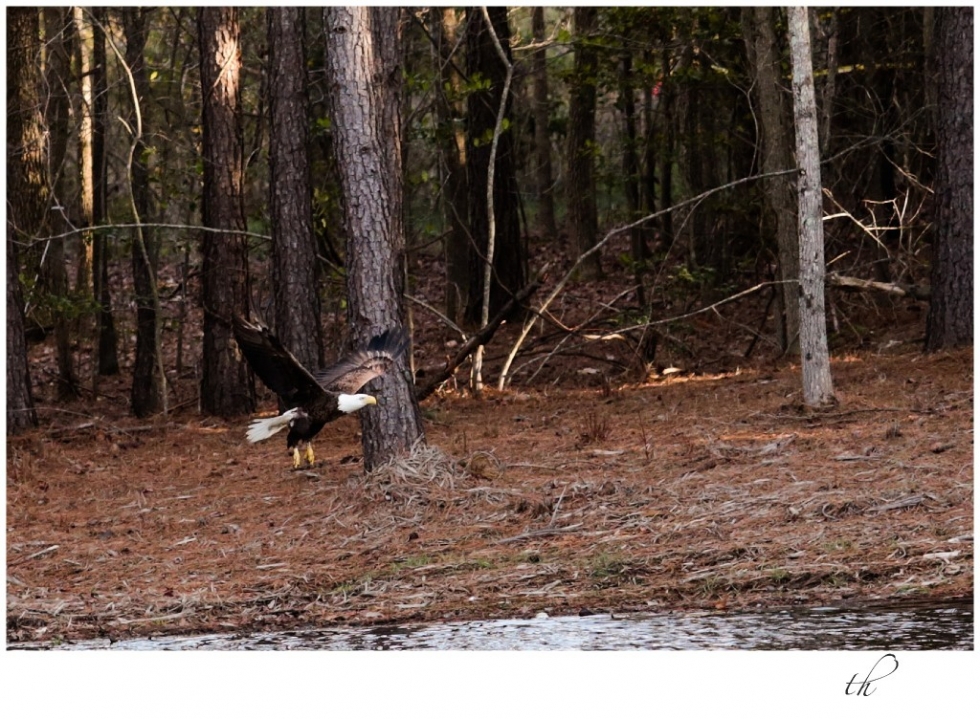 Bald Eagle Flying